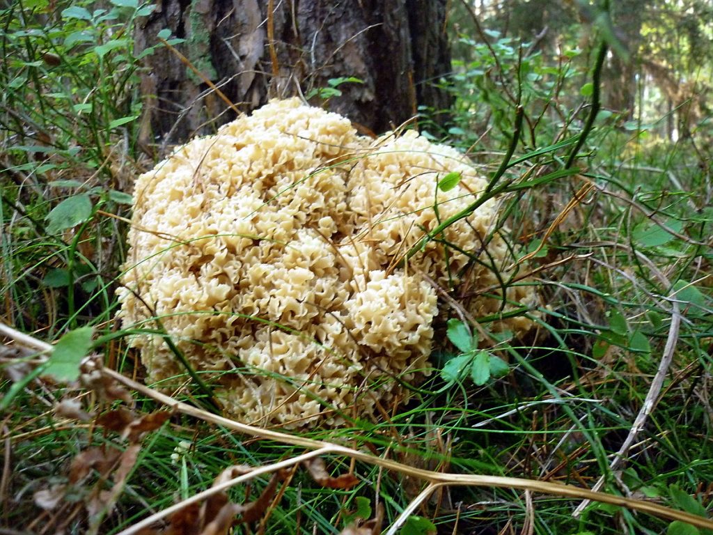 szmaciak grzyby grzybobranie las jesień grzybjadalny siedzuń sosnowy kozia broda 