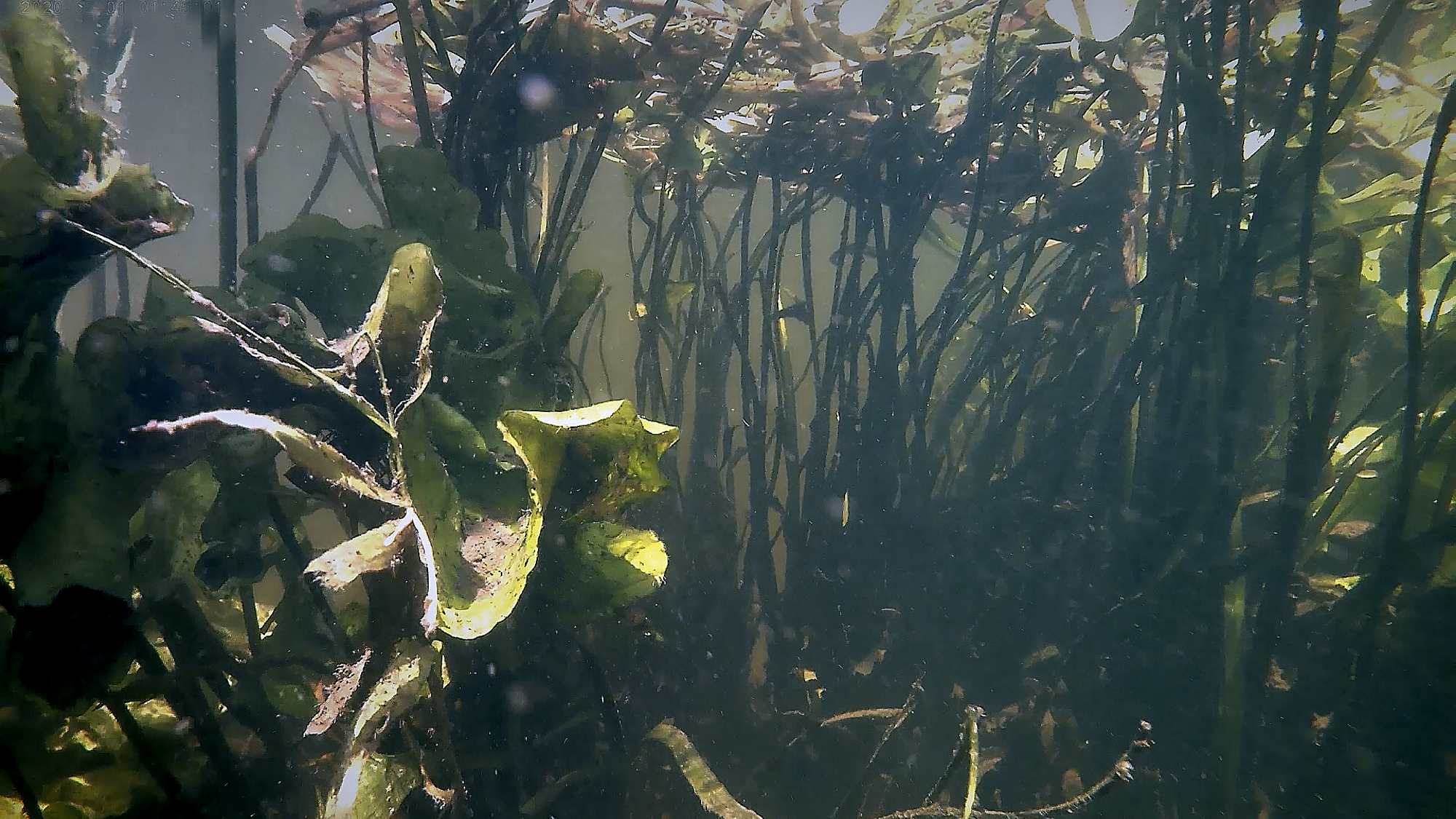 Zdjęcia podwodne na Wełnie
