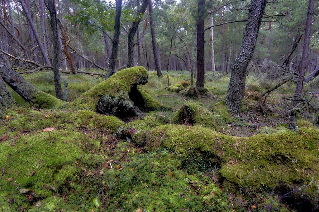 bór sosnowy w Słowińskim Parku Narodowym